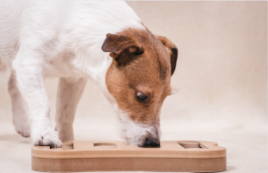 Webinarium - Nosework w terapii zachowania psów
